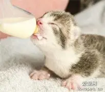 小猫咪能喝牛奶吗?