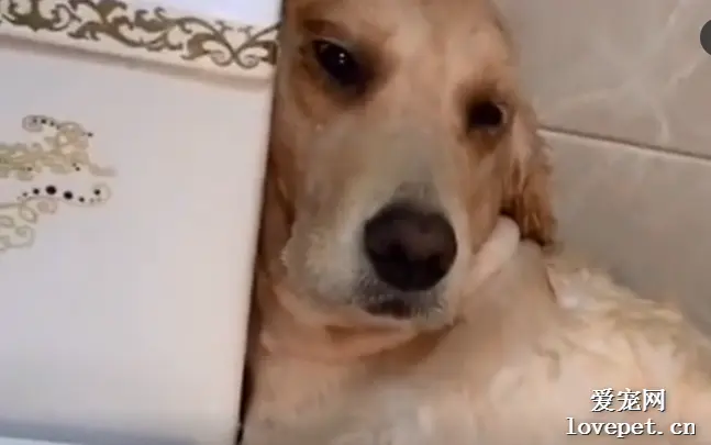 给狗狗洗个澡，看它那生无可恋的表情，好像洗完就下锅了一样！