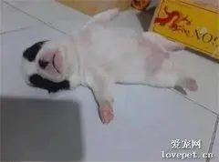 网友回家打开门，看到家里几只狗子全部醉倒在地上，笑喷了！