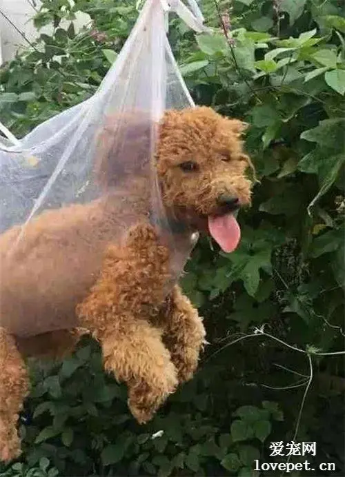 阿姨给泰迪剪毛，狗子总是乱跑，于是想出这种方法