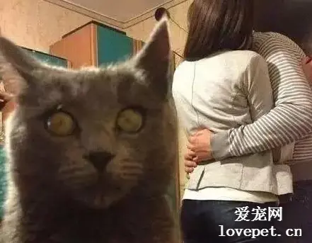 外国网友带女盆友回家，猫咪的表情怎么是这样的