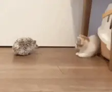 小猫咪第一次遇见小刺猬，被吓到做出这种动作…可爱到犯规！