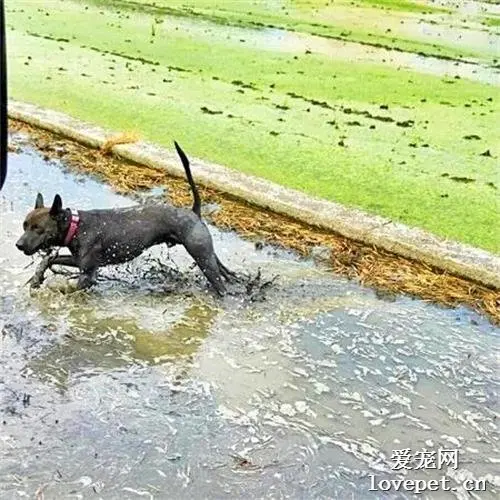 爷爷在耕田，狗子兴奋的跑进去帮忙，结果网友一看笑喷了：回家惨了！