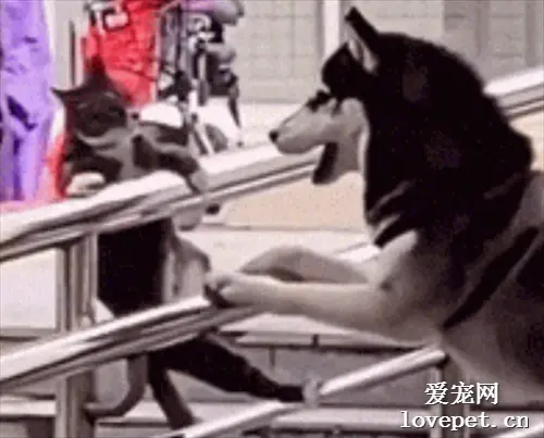 猫咪跳跃失败惨遭二哈神舔，戏剧性的一幕令人惊叹，笑哭