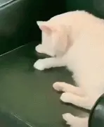 智残身坚！小猫咪怒舔假肢两分钟，却不知道…