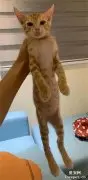 一年前养了只小橘猫，那时候很可爱，养了一年后……