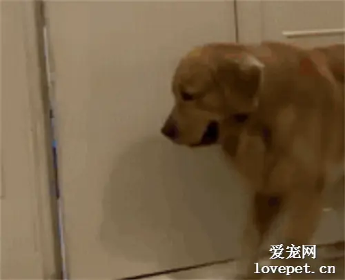 男主和媳妇吵架，大金毛一着急做出这个举动，笑哭