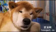 睡觉的枕头太硬，阿柴早上起来就成了这样子，笑喷了！