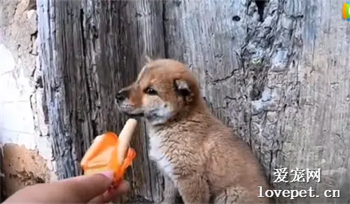 傲娇狗狗拒食记！！这小狗子笑死我了！