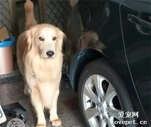 只是出门买个饭，回家却看到狗子满脸怒气，这表情笑喷了！