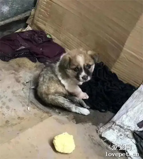 土狗有真情，数年如一日的坚持，风雨无阻给铲屎官送饭