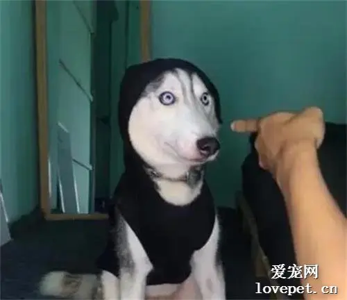 男子晒出自家哈士奇，可网友看到狗子的长相后全笑喷了，太沙雕！