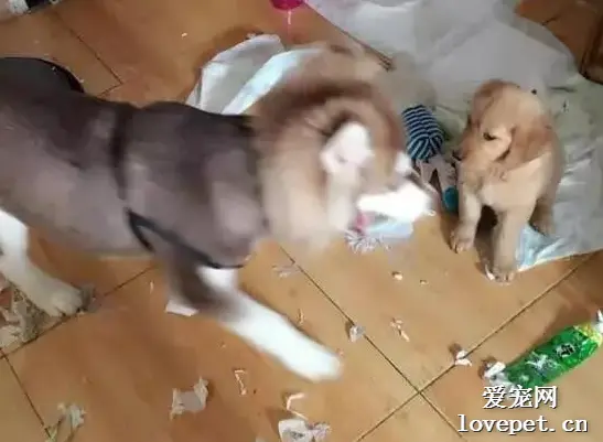 金毛看到主人回家，忽然跑入房间，原来是为了通知作案同伙！
