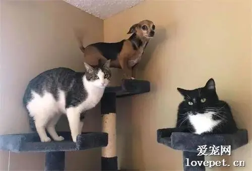 铲屎官家的猫猫狗狗，长大后狗狗就没地位了