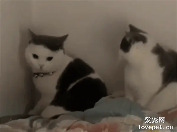 猫：你给我找男朋友，就是为了看我俩吵架？