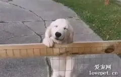 院子里有“恶犬”禁入，网友走进去后，没想到却笑翻了