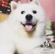 未婚的萨摩耶意外怀孕生子...你们给看看，这孩子它爸是谁？