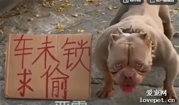 自从养了这恶犬，我家车都不用上锁，老放心了