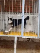 没准时带二哈去便便，再见它时...快送孩子去推磨！