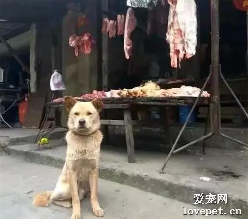 流浪狗每天都到肉摊前坐着，当大家以为它是来讨吃的时，老板却说：它是来报恩！