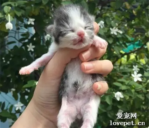 这猫小时候就主人的一个巴掌大，而现在长大后，变化有点大！