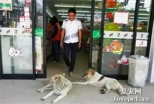 流浪狗太热跑到奶茶店避暑，店主的行为太赞了....