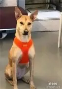 狗子正在睡觉，铲屎官没喊它起来吃饭，结果……