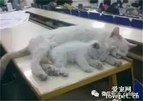 一大一小两母女居然在教室里睡着了，好萌！