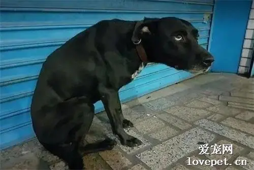 狗以为去散步结果是打针，直接吓傻跌坐