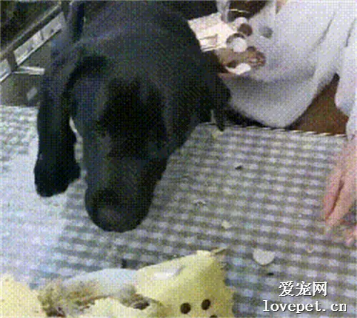 第一次吃生日蛋糕的狗子略显激动，主人：这场面有点控制不住了