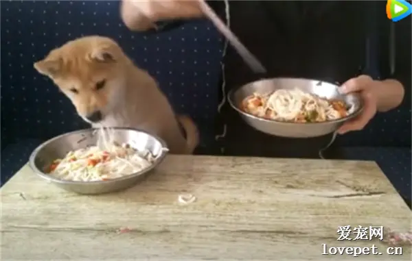 一狗一人一起吃一碗面，不挑不闹，田园犬也可以作为很好的伴侣