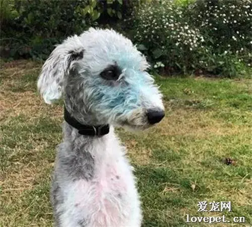狗狗偷偷滚油画，下一秒就变成了新品种，网友洗了四天不敢带出门！