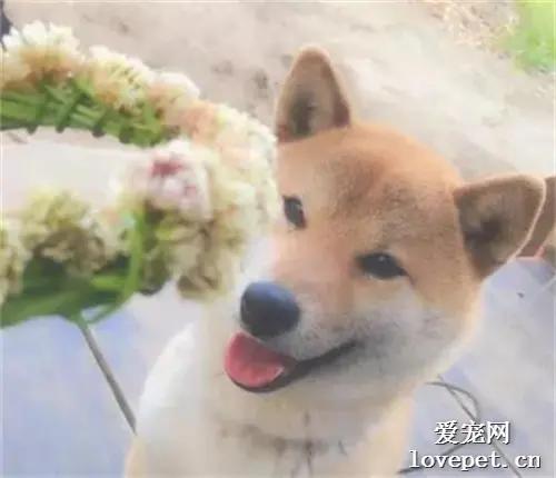 好不容易编好了花环拿给柴柴炫耀，谁知下一秒后悔不已