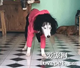 这年头，连狗子都懂时尚了