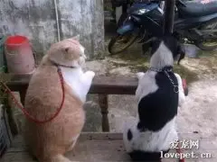 奶奶家养的狗和猫……网友：这偏心的是不是有点过了？