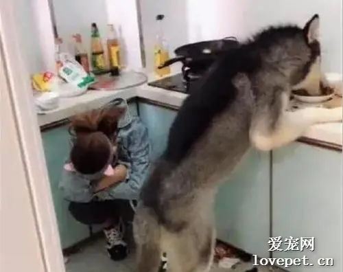 男子把哈士奇交给女友带，可当天他就后悔了：画面不忍直视！