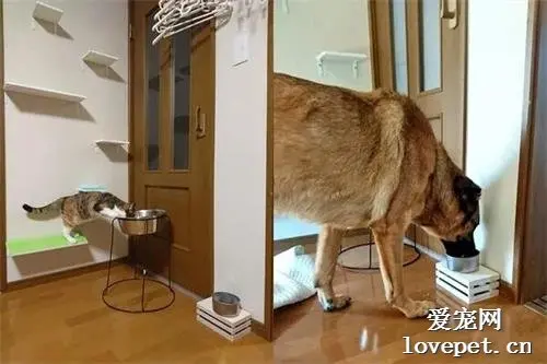 铲屎官分别按狗与猫的体型买了俩水碗，可结果让他很意外！