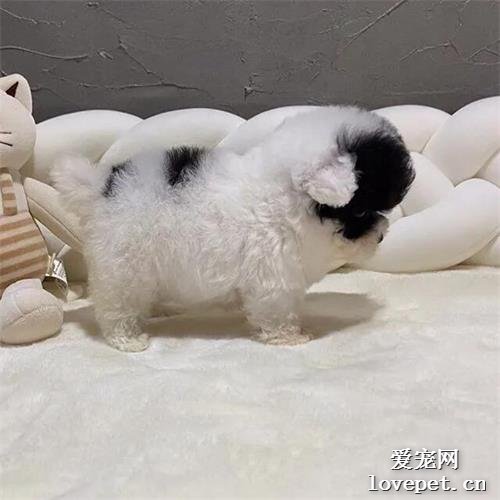 妹妹领养了一只黑脸小狗，网友被萌晕