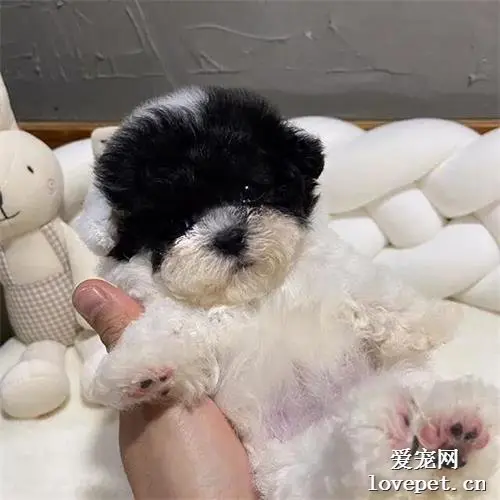 妹子领养了一只黑脸小狗，网友被萌晕：哪里领的，我也去！
