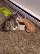 这只小橘猫平时挺乖挺可爱的，但一到吃饭时，就变了样！