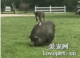 带狗子去农场玩了三天，它就自己驯服了一只坐骑，好厉害！