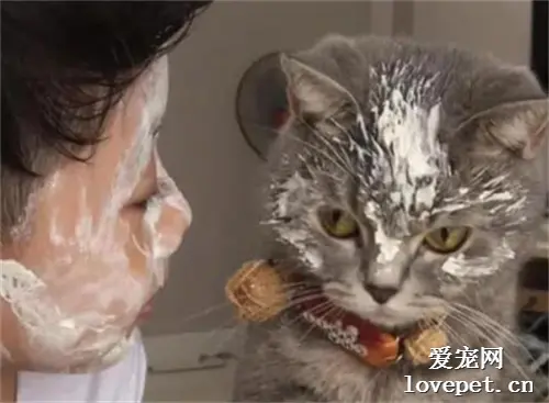 千万别让孩子和猫单独一起玩，不然就会出现这一幕……