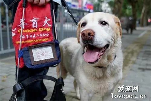 为了人类辛苦一生的它们，最后竟然落得无家可归的境地......