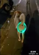 发光项圈买太大，网友拿来给狗子做尾灯，总感觉有点怪怪的！