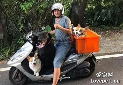 主人载着3只柯基出门，最后却被一只136斤大狗实力抢镜，笑喷了！