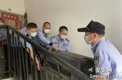 独居老人举债收养29条流浪狗遭投诉 民警的处置暖化了