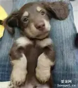 八年间，狗狗从“大眼萌娃”变成了“宿醉大叔”，主人这样说…