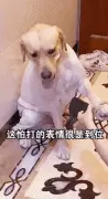 拉不拉猪犯错即将挨打，它一个表情让主人哭笑不得，戏精