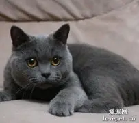 英短蓝猫的优缺点都有哪些？