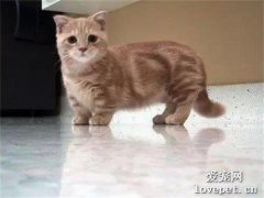矮脚猫为什么那么贵？